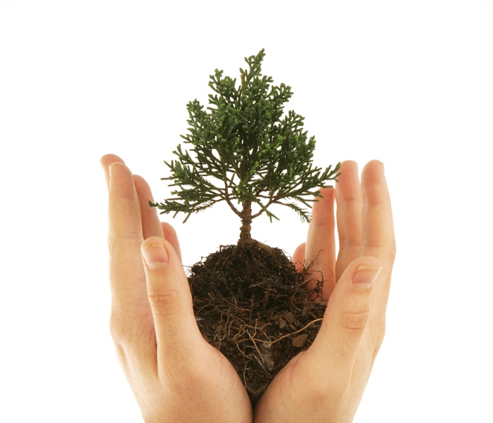 Plant Tree Markham Real Estate Blog